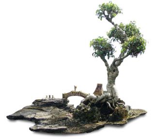 Amazing Bonsai Tree w Stone Sculpture Real Old Live