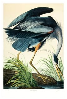 edition lithograph m bernard loates great blue heron 660 1000