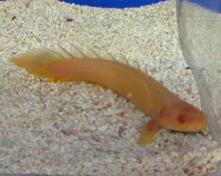 Live Albino Bichir Fish for Live Freshwater Aquarium Fish