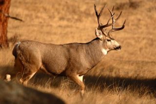15 point mule deer buck walking through autumn field max allen
