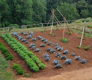 How to Make A Vegetable Garden Big Money in Small Plots