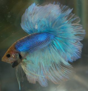   Blue Yellow Butterfly Grizzle Halfmoon Male Live Betta Fish
