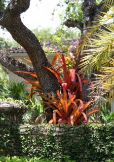 Bromeliad Aechmea Blanchetiana Tropical Beauty Forever