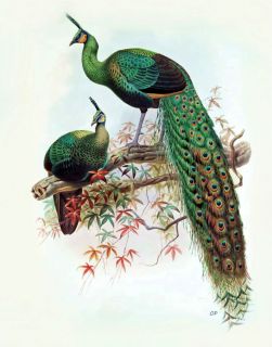 PEACOCKS ANTIQUE BIRD PRINT BY EDDIE GLASS REPRODUCTION ON PAPER