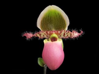 Paphiopedilum Betty Glenn Sequential Orchid Bloomer