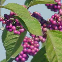 American Beautyberry 20 Seeds Purple Berry Bird Food