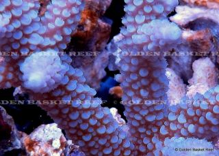 Live Coral Ultra Blue Acropora Abrolhosensis