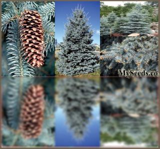 Colorado Blue Spruce Picea Pungens glauca Tree Seeds Zone 4 7 A Bonsai 
