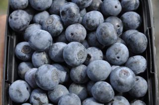 Blueberry Tifblue, blueberry plant, fruit bearing, SIX plants