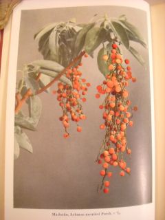 1935 McMinn Illustrated Manual of Pacific Coast Trees