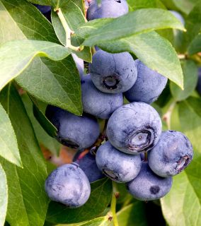 50 Wild Blueberry Seeds Juicy Delicious and Non GMO  