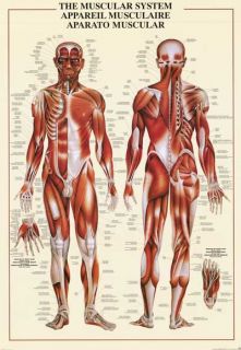 Muscles Muscular System of The Human Body 26x38 Poster