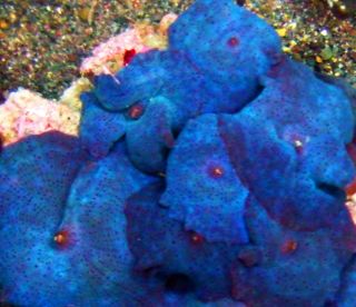 Polyp Blue Mushroom Frag Live Coral Zoanthids Zoas Zoa