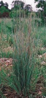 Little Bluestem Ornamental Grass Seeds 200