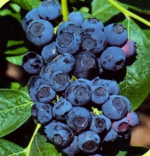 We purchased our first rabiteye blueberries about 20 years ago from 