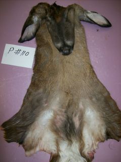 23 Southern DEER TAXIDERMY CAPE antlers hides elk