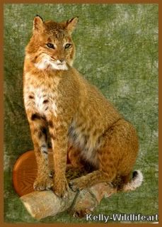 Bobcat Taxidermy Hunting Wildlife Mount Art Fur Cabin Animal Gift 