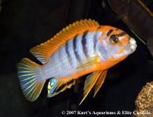 African Cichlids 1 5 Super Red Top Hongi Live Fish