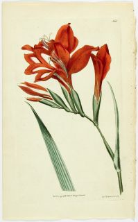 1791 Antique CURTIS Botanical Print 135 ~ GLADIOLUS CARDINALIS