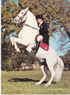 FAVORY DUBOVINA II LIPIZZAN HORSE POSTCARD 1974