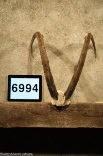 6994 bezoar ibex skull horns taxidermy decor antlers time left
