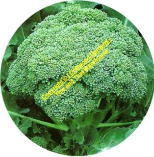 De Cicco Broccoli Quality Vegetable Seeds Fast Free Same Day Shipping 