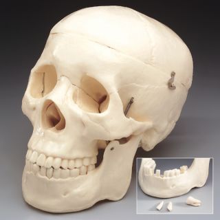 Life Size Bucky 1st Quality Human Skull Bones Halloween Skeleton Body 