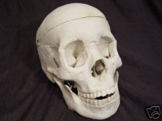 Bucky Skeleton Human Skull Life Size Halloween Props