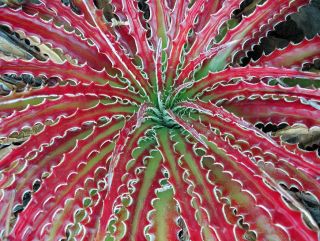 hechtia texensis is a rare bromeliad that screams for attention this 