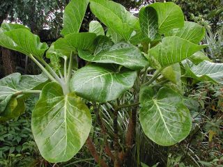   dendroseris litoralis the cabbage tree this unusual plant comes from a