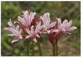   Incarnata Peppermint SPIDER LILY Rare Bulb~Heat & Cold hardy~Fragrant