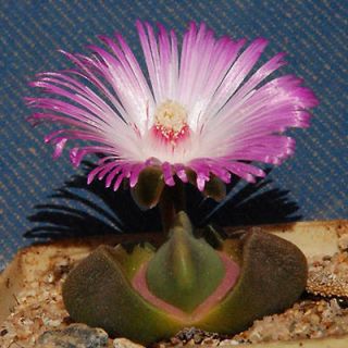   Exotic RARE Mesemb Living Stones cacti Seed 50 Seeds
