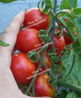 Large Red BUSH Cherry Tomato seeds. HEIRLOOM. PROMOTIONAL SALE.