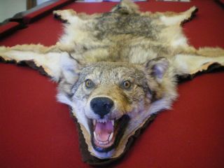 Coyote Hide Pelt Fur Felt Backed Rug Taxidermy Hunting