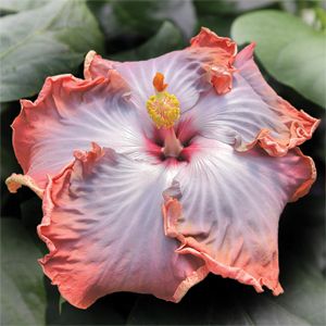 Hibiscus sp Creole Lady Cajun Tropical Plant 4 5 Pt Heat pks box liner 
