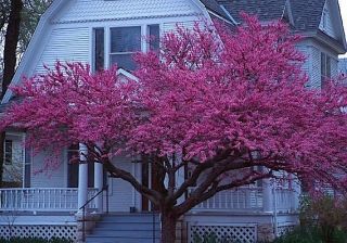 Eastern Red Bud Cercis canadensis Northern Tree Seeds Showy Flowers 