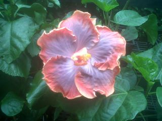  Cajun Color Hibiscus “Creole Lady”