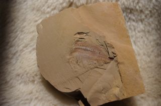   Chengjiang Soft Trilobite Cambrian Arthropod Fossil 121021ZGNB
