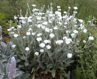 50 White Lychnis Campion Silene Cockle Flower Seeds