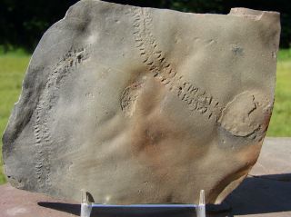 Cruziana Nice Slab of Trilobite Tracks w 