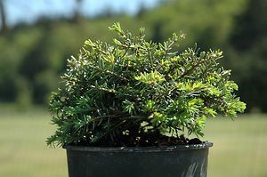 Tsuga canadensis Horsford Dwarf Canadian Hemlock Tree Pot Size 4 