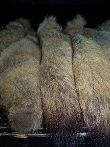 NATURAL CANADIAN COYOTE TAIL 14 17  LONG LIMITED NNUMBER AVAILABLE 