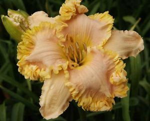 Carolyn Mann DF L6D Kinnebrew 2006 DAYLILY