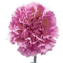 Perennial Pink Carnation Seeds Very Fragant Blooms Easy to Grow