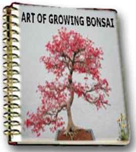 Art Growing Bonsai Grow Zen Garden Tree Care Plant Pot