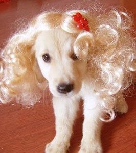 Amazing Pet Wig Dog Wig Cat Wigs Pet Wig Supplier Hot