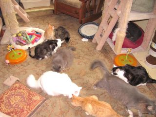 Help Feed Cats & Kittens Cat Food, Litter, Cat Toy, Supplies,Etc