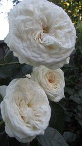 Pure Perfume Floribunda Rose Own Root Blanche de Castille