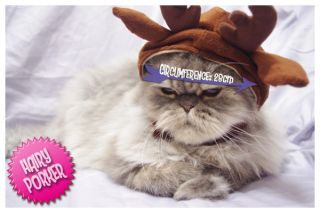 Reindeer Pet Hat for Cat and Dog] Costume / Cap / Christmas 