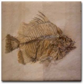 Fish Fossil Detailed Ceramic Art Tile Coaster 4 25 New